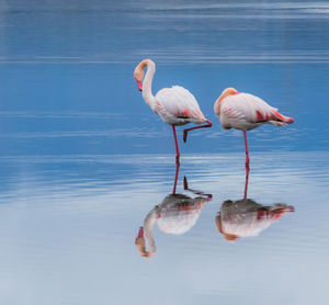 Flamingos grooming in lake