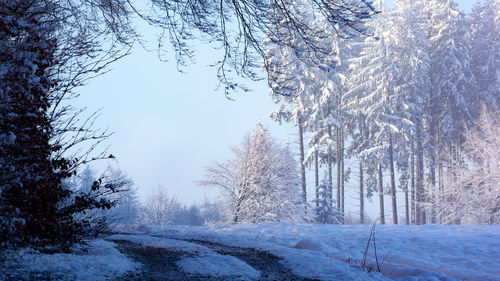 Snow covered land and trees against sky