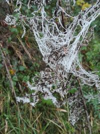 Close-up of snow covered spider web on plant