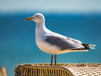 Low angle view of seagulls perching on wall