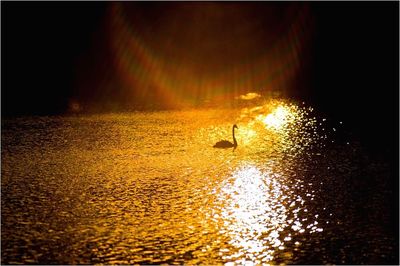 Reflection of trees in water