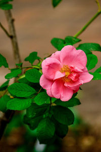 Close-up of pink rose