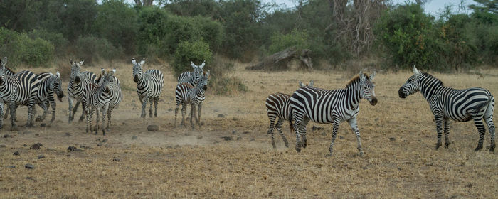 Zebra and zebras on grass against trees