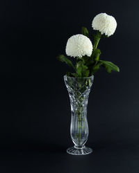Close-up of flower vase against black background