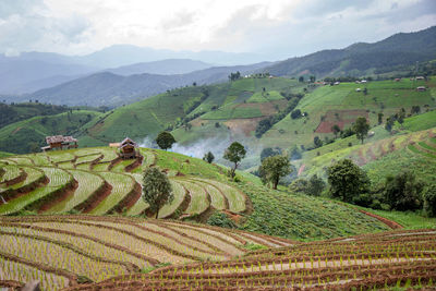 Scenic view of agricultural field against sky