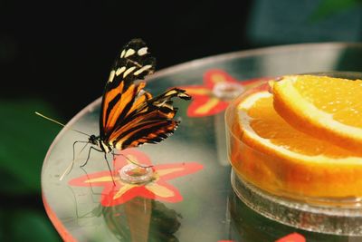Close-up of orange butterfly