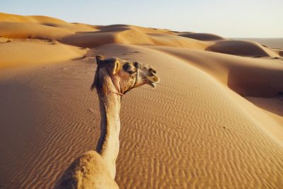 Camel on desert