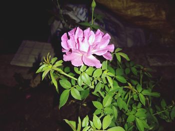 Close-up of pink flowering plant