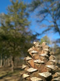 Close-up of tree trunk