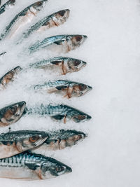 Frozen fish in ice