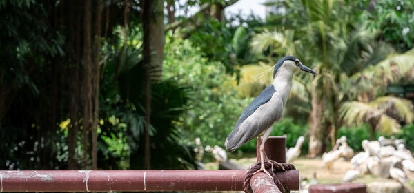 Bird perching on railing