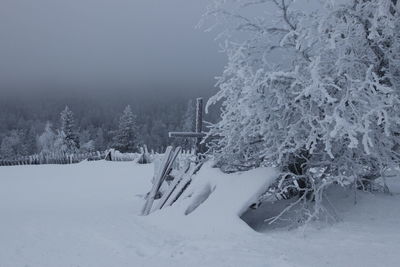 Snow covered trees on field