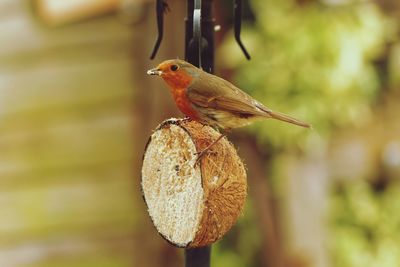 Close-up of robin on coconut