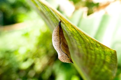 Close-up of insect on leaf