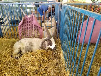 Sheep in pen against fence