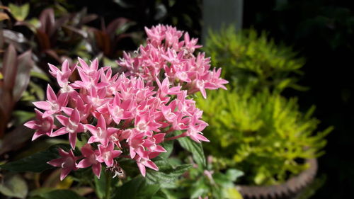 Close-up of pink flowering plant