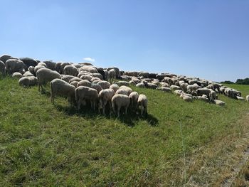 Sheep in a field