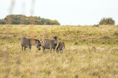 Zebras on a field