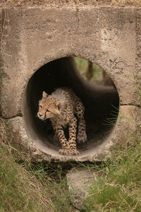 Young cheetah inside concrete pipe