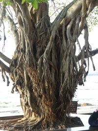 Close-up of tree trunk