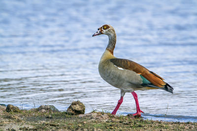 Egyptian goose wading at beach