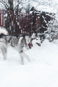 Dog in snow