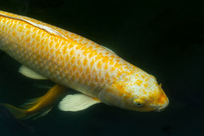 Close-up of fish in sea