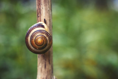 Close-up of snail on wood