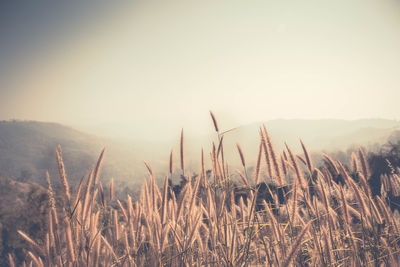 Close-up of stalks in field against clear sky
