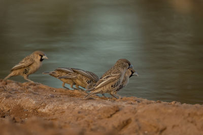 Birds perching on a lake