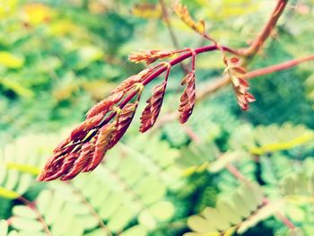 Close-up of plant