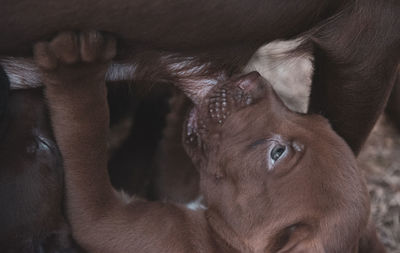 Close-up of dog