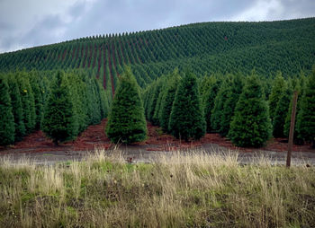 Scenic view of agricultural field against sky