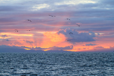 Silhouette birds flying over sea against cloudy sky during sunset