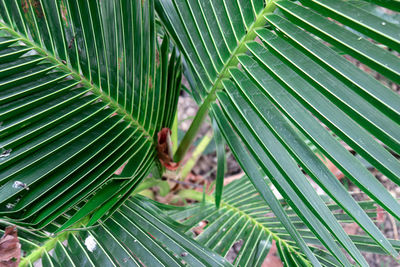 Close-up of palm tree leaves