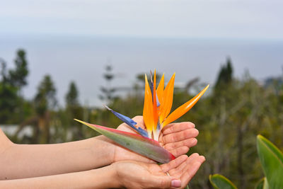 Close-up of hands holding bird of paradise flower in forest