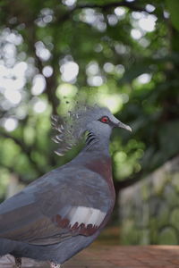 Close-up of pigeon perching on a tree