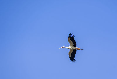 Low angle view of bird flying against clear blue sky