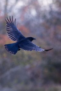 Close-up of bird flying