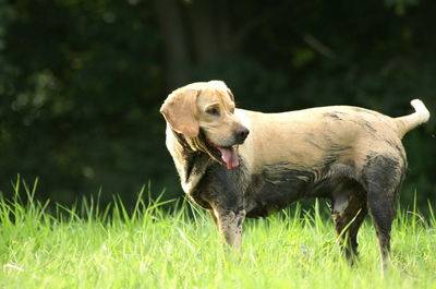 Dog on field