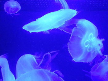 Close-up of jellyfish swimming in aquarium