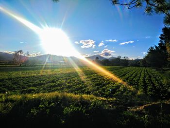 Scenic view of field against sky