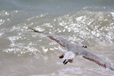 View of birds in flight