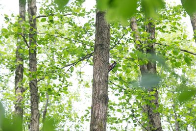 Low angle view of trees