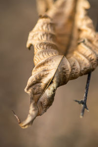 close-up