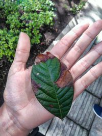 Close-up of cropped hand holding plant