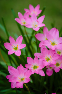 Close-up of pink flowering plant in park