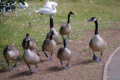 Flock of birds on land