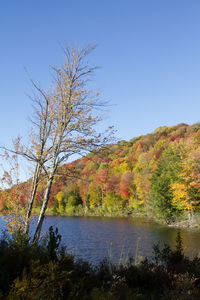 Trees by calm lake against clear blue sky