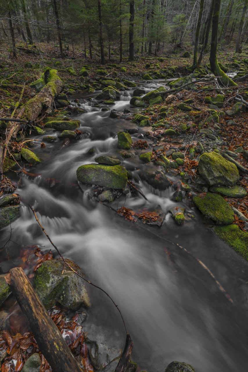 SCENIC VIEW OF STREAM FLOWING THROUGH FOREST